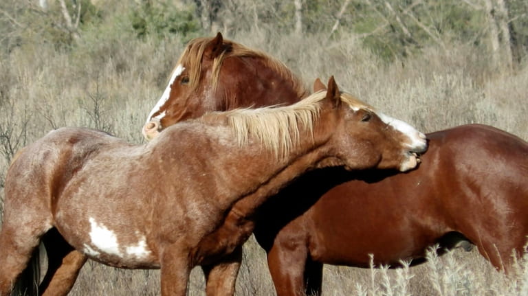 Two wild horses stand near each other by Peaceful Valley...
