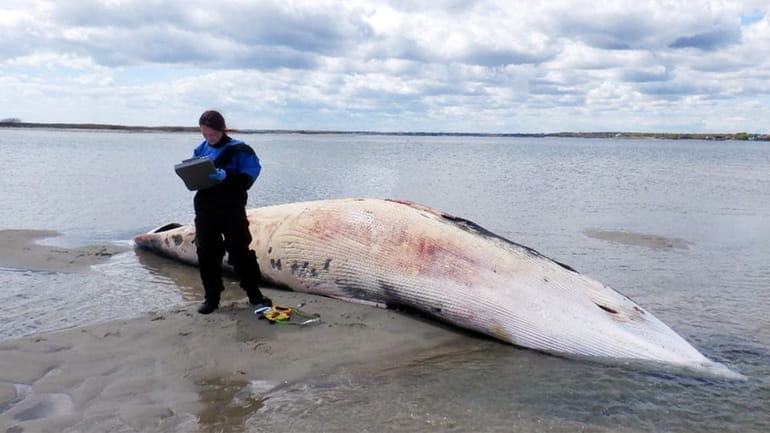 A 24-foot Minke whale washed up on Cupsogue Beach County...