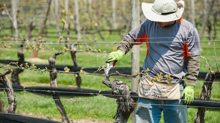 A worker checks the vines at Pindar Vineyards in Peconic...
