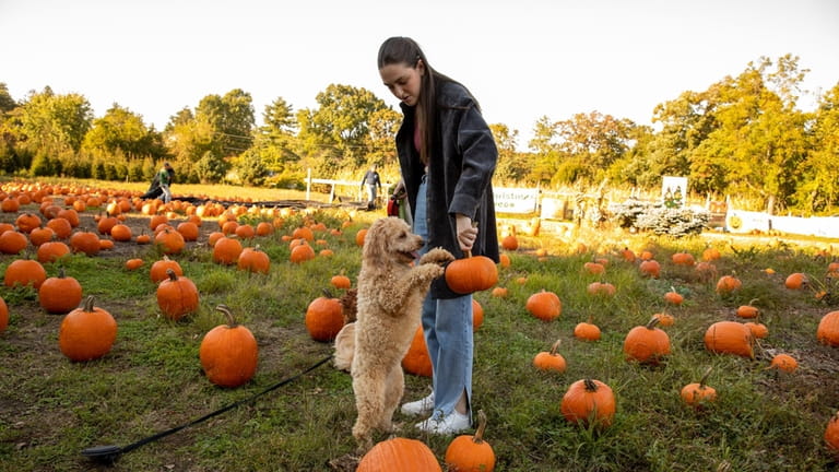 Carrie Pollack from Commack picks out a pumpkin with dog...