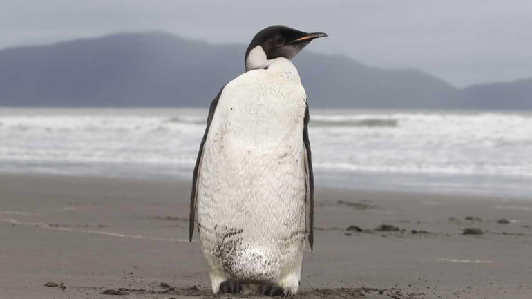 A file photo of an Emperor penguin is seen on...