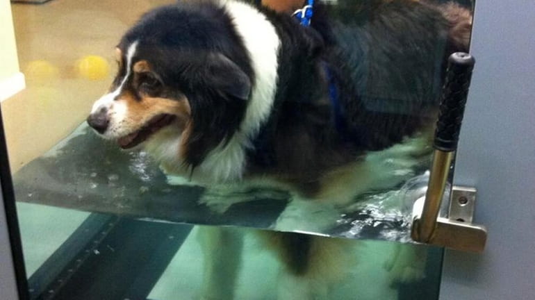 Workouts at Whole Animal Gym in Philadelphia include hydrotherapy.
