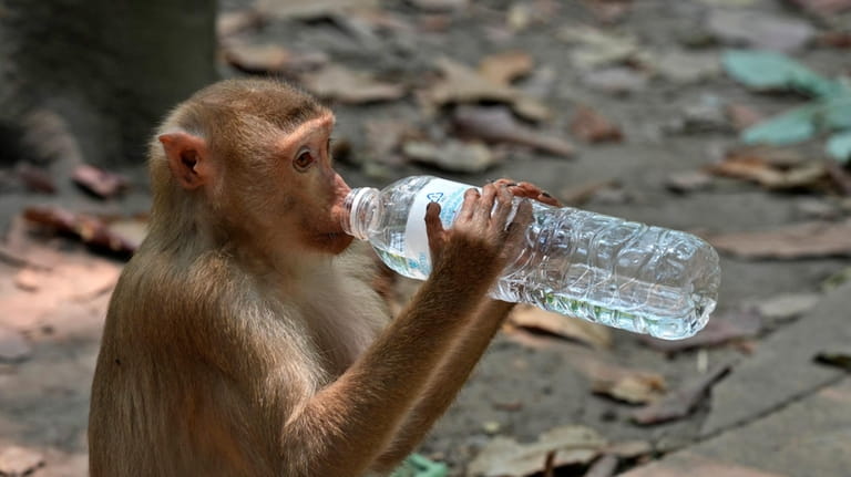 A monkey drinks water from a plastic bottle near Bayon...