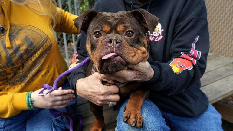 A newly adopted dog is held at Oakland Animal Services...