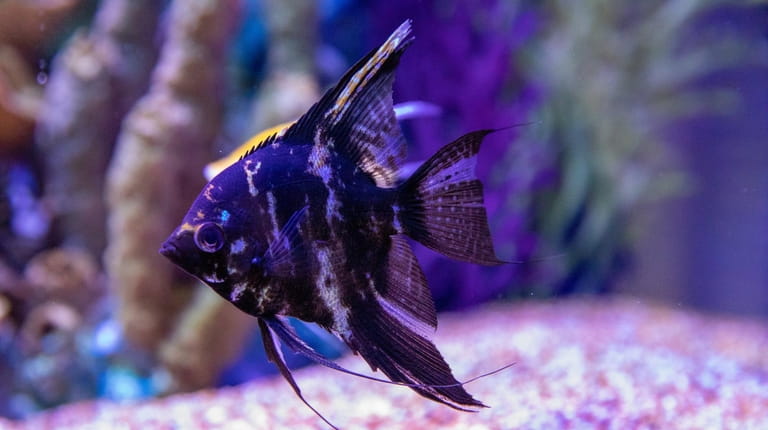 Angelfish in the 400-gallon aquarium at David Schiffman's home in...