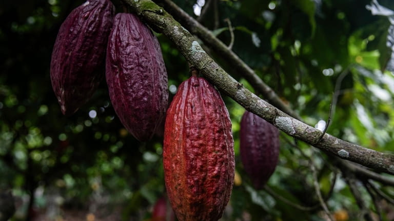Cocoa pods hang on a tree in Divo, West-Central Ivory...