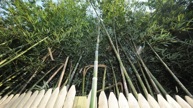 Invasive bamboo "doesn't care about boundaries, property lines or your pool,"...