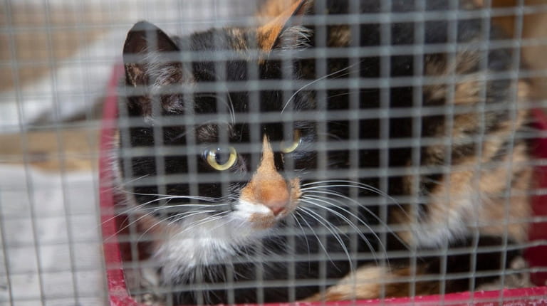 A female calico cat, who was trapped and spayed, awaits adoption...