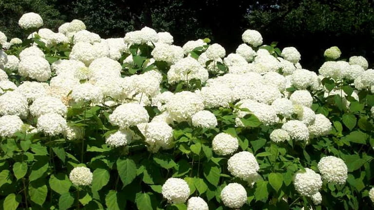 Hydrangea arborescens cut to the ground in late winter or...