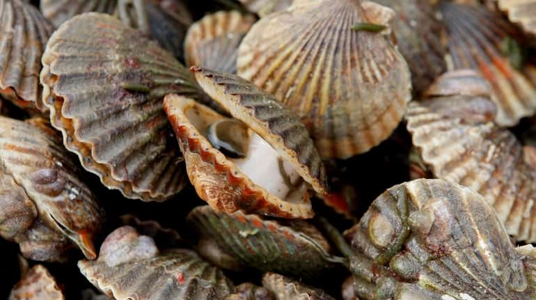 Peconic Bay scallops have suffered catastrophic die-offs.