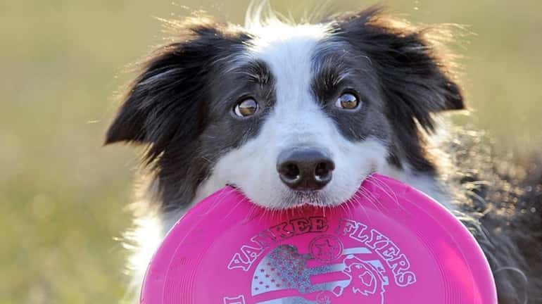 Carley, a five year old Border Collie, is pictured with...