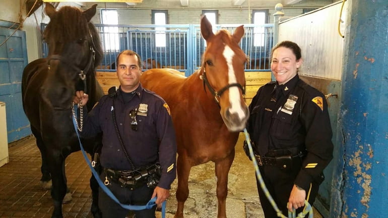 The police stallion Pompey II suffered numerous puncture wounds and...