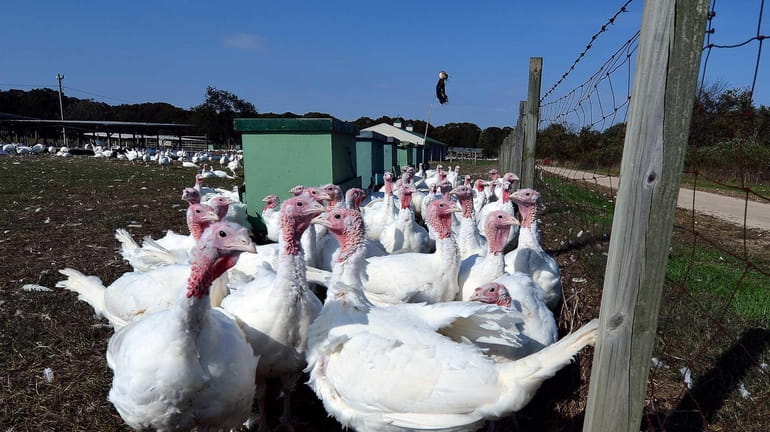 Turkeys at Miloski's Poultry Farm in Calverton. (Oct. 16, 2012)