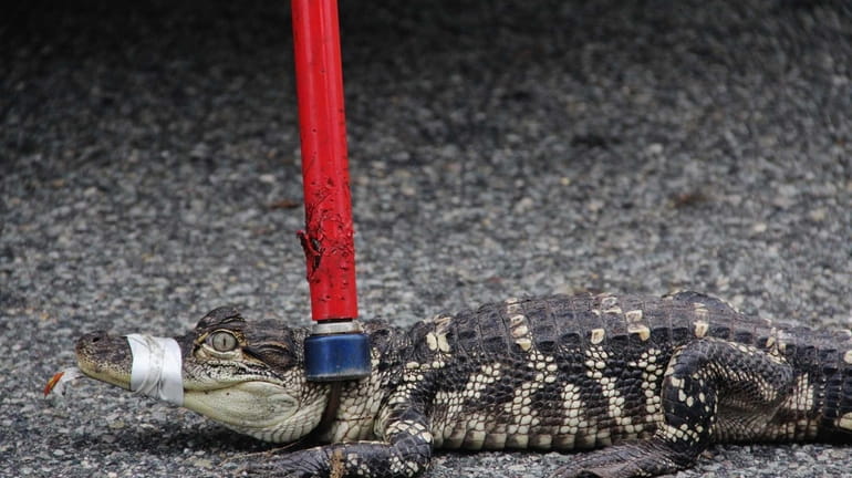 A second alligator was captured by Nassau County police at...