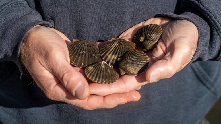 Three-month-old scallops are displayed in Southold on Oct. 31, 2020.