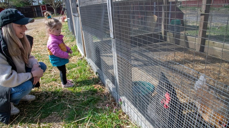 Maya Kolb, 2, visits the chicken coop at Northport's Lewis Oliver...