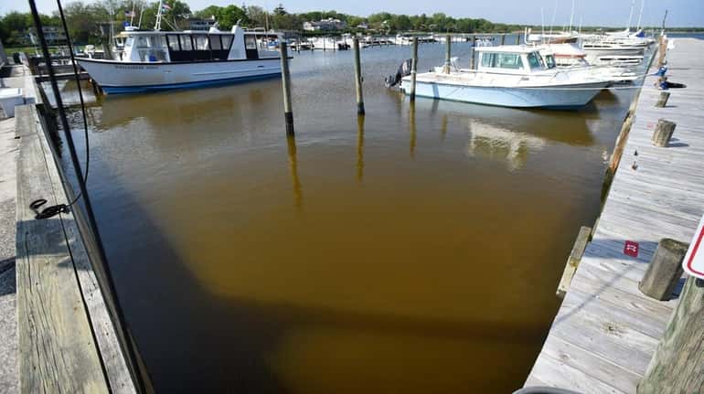 Photo of what may be mahogany tide, as seen in...