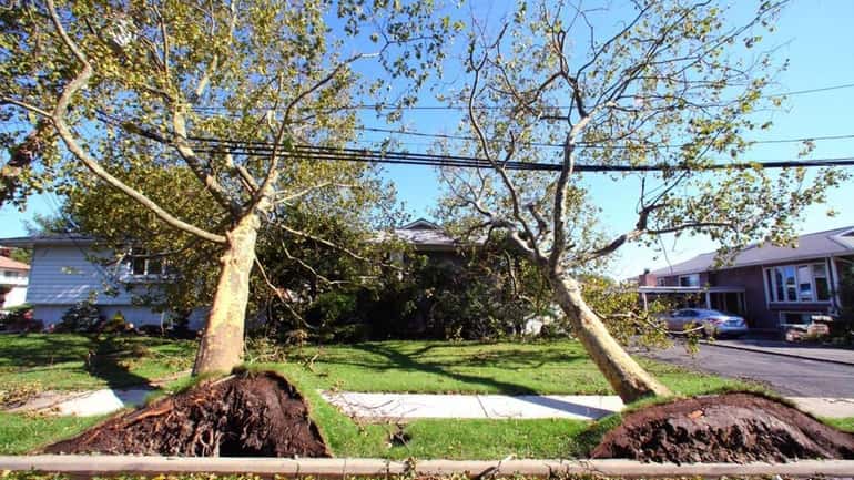 Two trees sit on a home in Oceanside. (Aug. 29,...