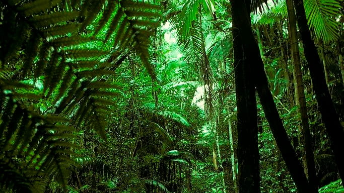 A rainforest growing in sand benefits from the mycorrhizal fungi in...