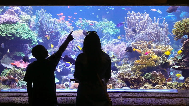 Visit the coral reef exhibit at the Long Island Aquarium...