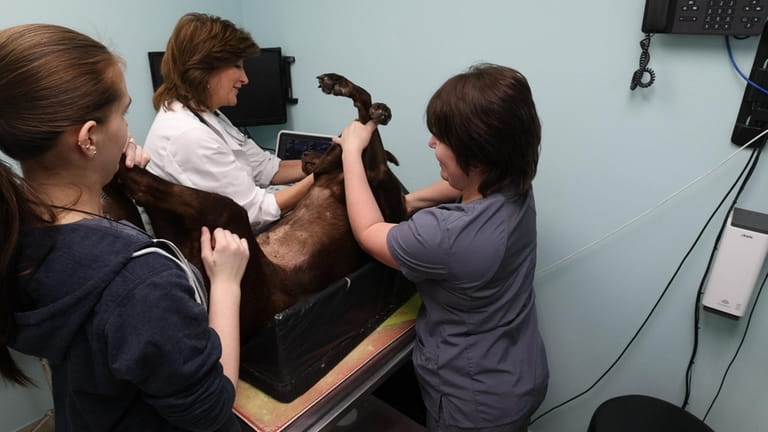 Dr. Diane Levitan with technicians, at Peace Love Pets Veterinary...