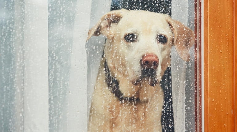 Dogs can grieve after losing an animal companion.