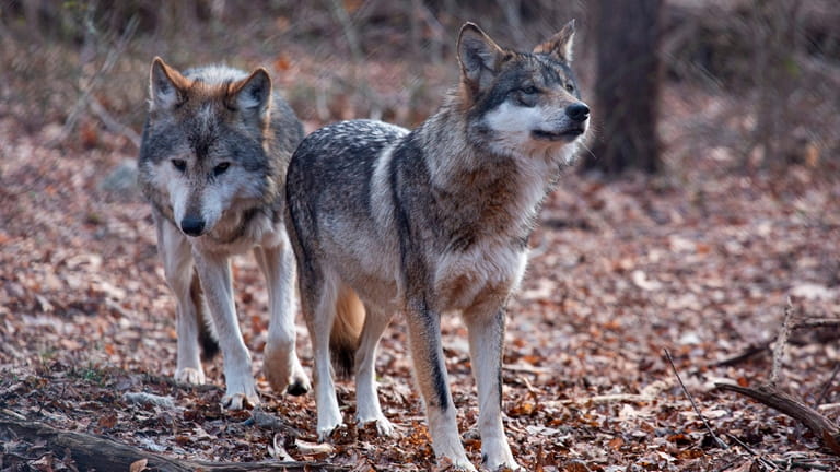 Two Mexican wolves named Valentia and Diego at the Wolf...