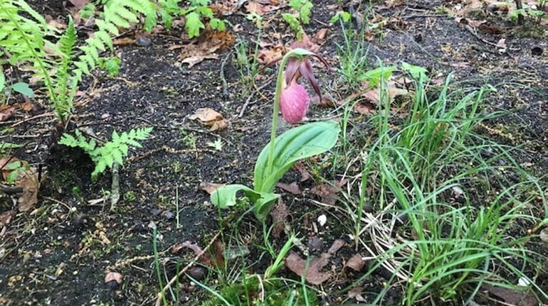 A lady slipper orchid sprouts up in Vincent Lattuca's Shoreham...