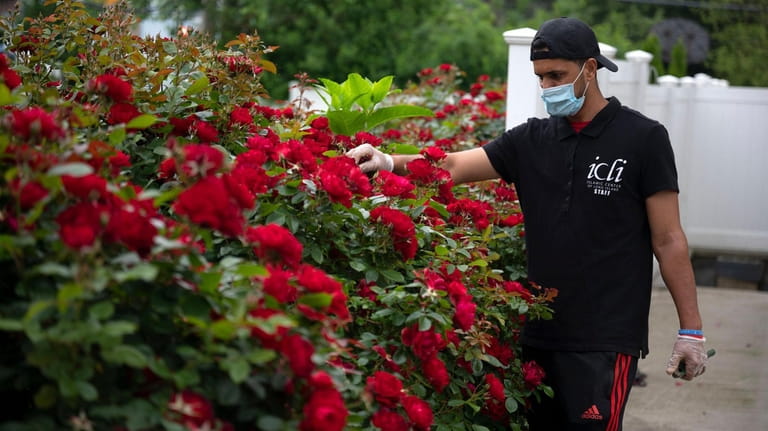 Umair Ashgar, 23, of Westbury, tends to flowers in the...