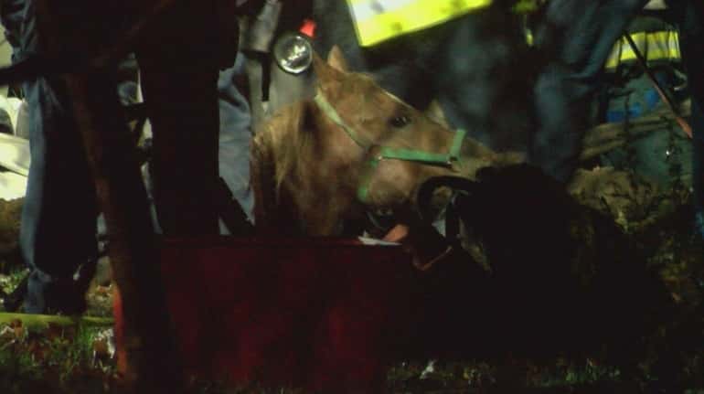 Authorities say a horse was pulled from a cesspool that...