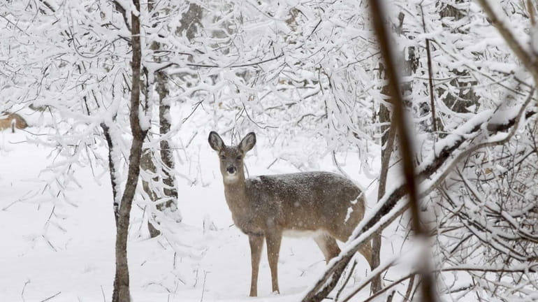 A deer is seen in Southold during an afternoon snowfall...