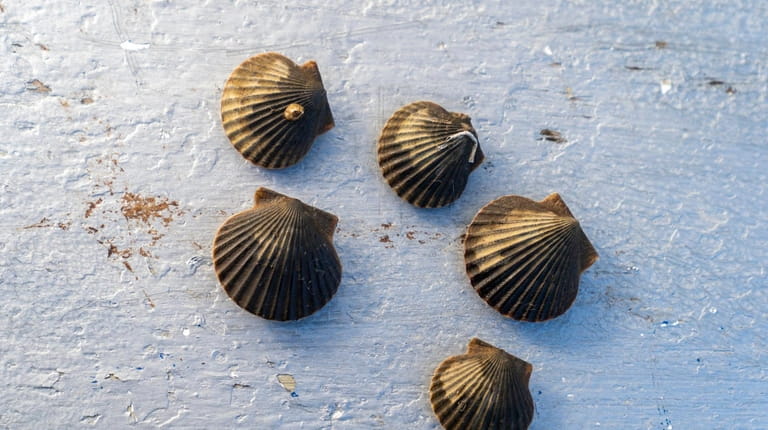 Juvenile scallops at the Cornell Cooperative Extension of Suffolk County's Marine...