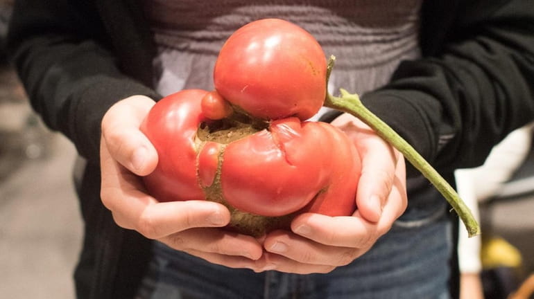 Catarina Rasizzi, of Northport, holds her ugly tomato during Newsday's...