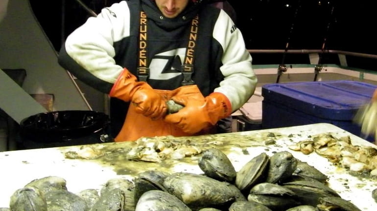 Mark Williams shucks surf clams in Montauk Harbor. (Feb 4,...