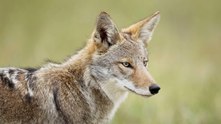 Scientists say it's only a matter of time before coyotes...