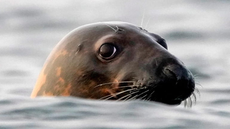 A gray seal swims in Casco Bay, off Portland, Maine,...