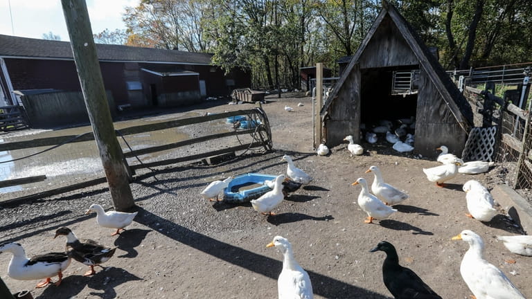 Visitors to Makinajian Poultry Farm can check out the ducks and...