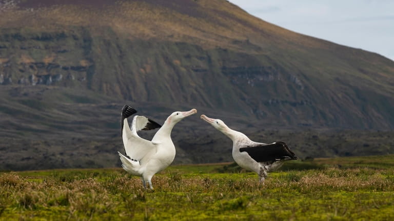 This undated photos shows two wandering albatrosses on Marion Island,...