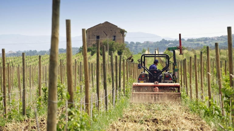 A tractor plows soil in a vineyard in Campania, Italy.
