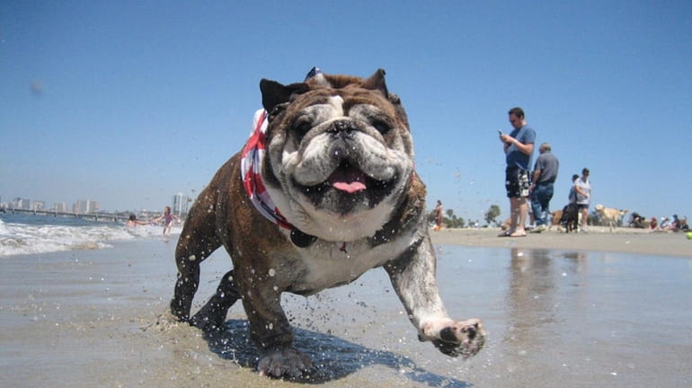 Bulldog Rosie splashes along the Long Beach, Calif., Dog Zone,...