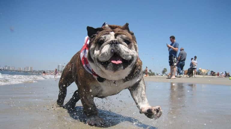 Bulldog Rosie splashes along the Long Beach, Calif., Dog Zone,...