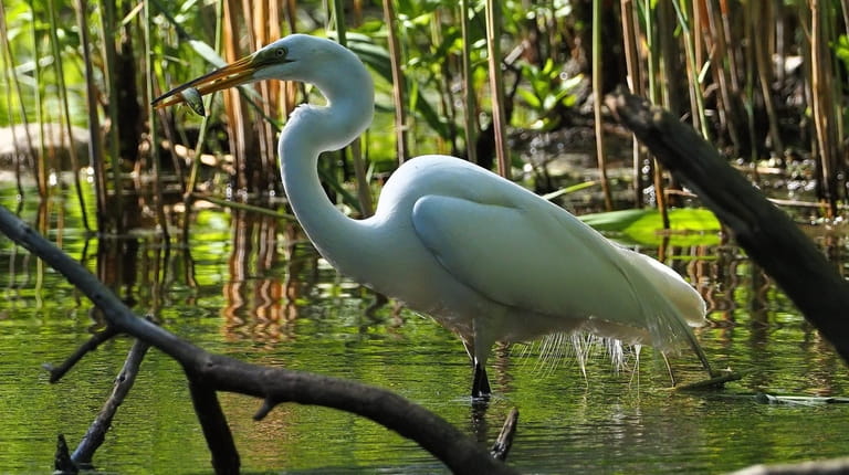 Paul Israelson captured this image of an egret with a...