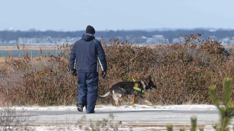 The Suffolk County police K-9 unit searches wooded brush area...