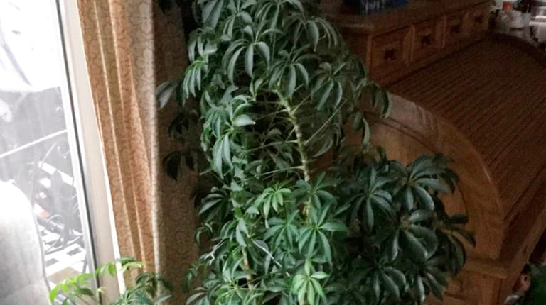 Umbrella plants can be pruned to control their height and...
