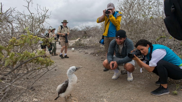 Tourists photographing a Nazca booby chick on Genovesa Island in the...