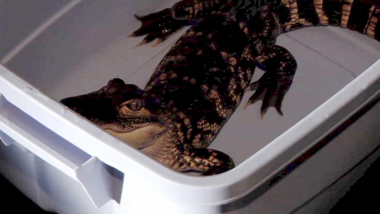 This 3-foot alligator was found in a plastic tub early...