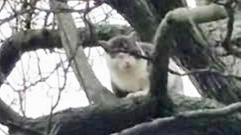 A cat trapped in a tree on Bailey Avenue in...