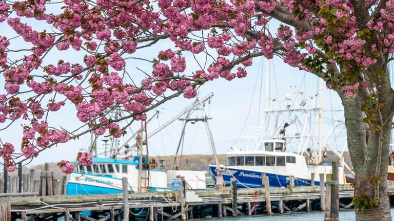 Cherry blossom trees and a peek of the harbor in Greenport.
