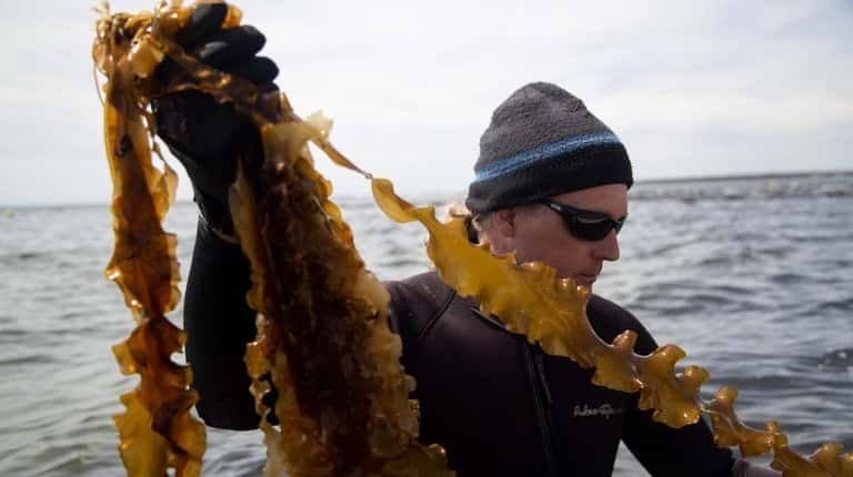 Scientist Michael Doall cultivates sugar kelp and oysters in shallow...