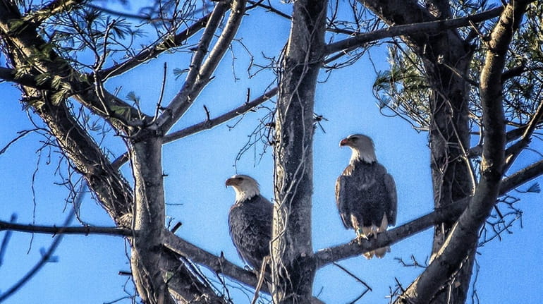 Two bald eagles have nested in a tree at Great...